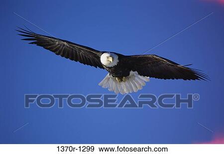 Bald Eagle View Large Photo Image Stock Photo - Bald Eagle. Fotosearch