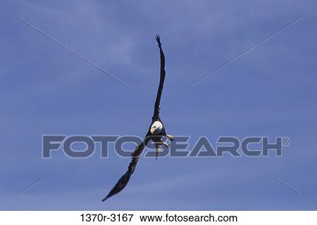 Bald Eagle View Large Photo Image Stock Photo - Bald Eagle. Fotosearch