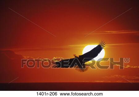 Bald Eagle View Large Photo Image Stock Photograph - Bald Eagle. Fotosearch