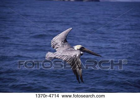 beak, flight, Brown, water, ripples, bird View Large Photo Image Picture - beak, flight, Brown, water, ripples, bird. Fotosearch