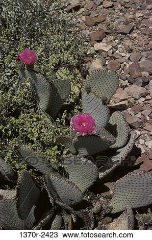 Beavertail Prickly Pear Cactus View Large Photo Image Stock Image - Beavertail Prickly Pear Cactus. Fotosearch