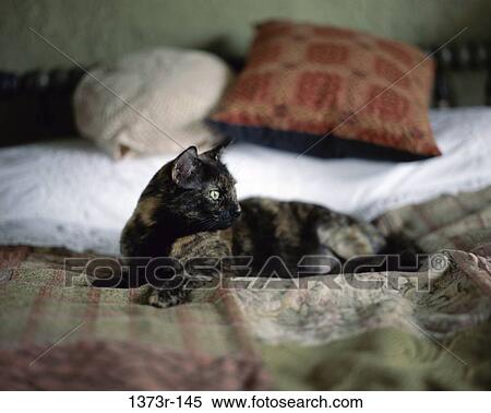 bed, cat, laying, animal, indoors, lay View Large Photo Image Stock Photography - bed, cat, laying, animal, indoors, lay. Fotosearch