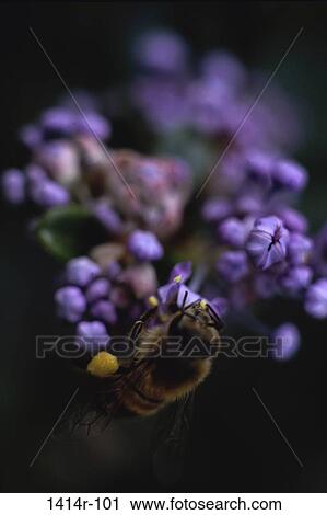 Bee View Large Photo Image Stock Image - Bee. Fotosearch