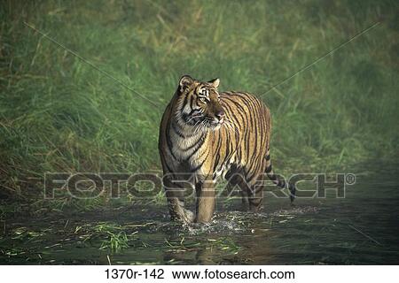 Bengal Tiger View Large Photo Image Stock Image - Bengal Tiger. Fotosearch