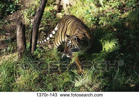 Stock Image - Bengal Tiger. Fotosearch
