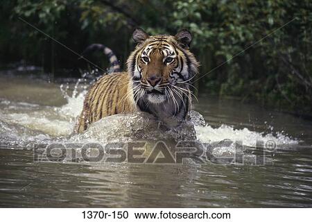 Stock Image - Bengal Tiger. Fotosearch
