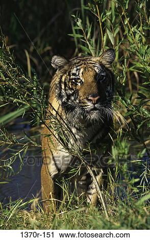 Bengal Tiger View Large Photo Image Stock Image - Bengal Tiger. Fotosearch