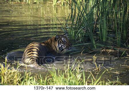 Bengal Tiger View Large Photo Image Stock Photo - Bengal Tiger. Fotosearch
