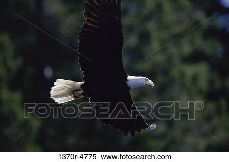 bird, flying, large, animal, airborne View Large Photo Image Stock Photography - bird, flying, large, animal, airborne. Fotosearch