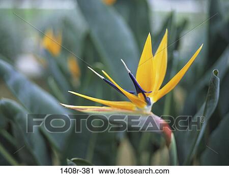 Bird of Paradise View Large Photo Image Stock Image - Bird of Paradise. Fotosearch