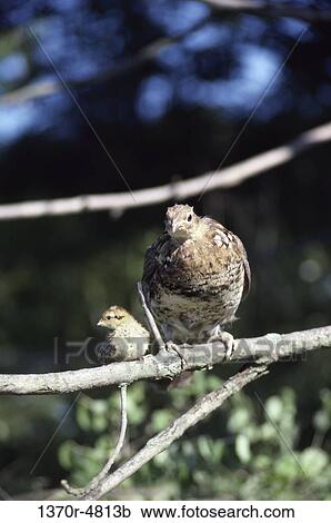 birds, animals, perching, perch, young, branches, game View Large Photo Image Stock Image - birds, animals, perching, perch, young, branches, game. Fotosearch