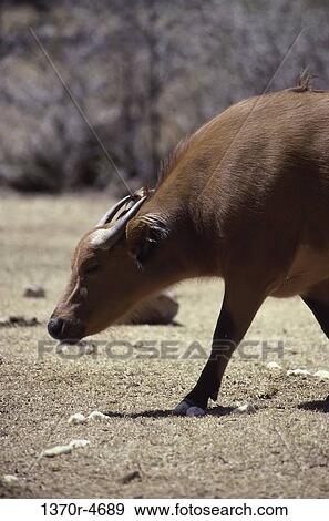 bison, grazing, forest, animal, horns View Large Photo Image Stock Photo - bison, grazing, forest, animal, horns. Fotosearch