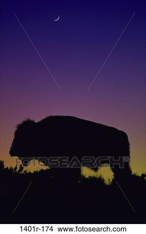 Bison View Large Photo Image Picture - Bison. Fotosearch