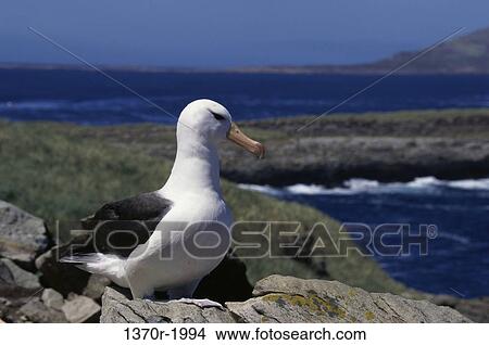 Black-browed Albatross View Large Photo Image Picture - Black-browed Albatross. Fotosearch