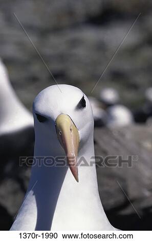 Black-browed Albatross View Large Photo Image Stock Image - Black-browed Albatross. Fotosearch