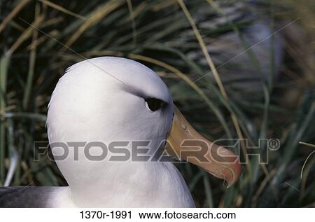 Black-browed Albatross View Large Photo Image Stock Image - Black-browed Albatross. Fotosearch