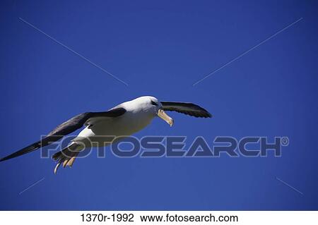 Black-browed Albatross View Large Photo Image Stock Image - Black-browed Albatross. Fotosearch