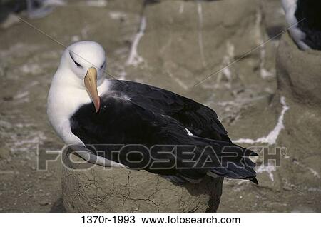 Black-browed Albatross View Large Photo Image Stock Image - Black-browed Albatross. Fotosearch