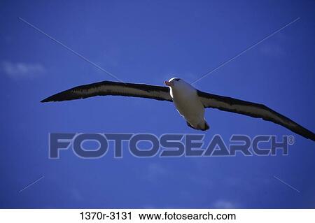 Black-browed Albatross View Large Photo Image Stock Image - Black-browed Albatross. Fotosearch