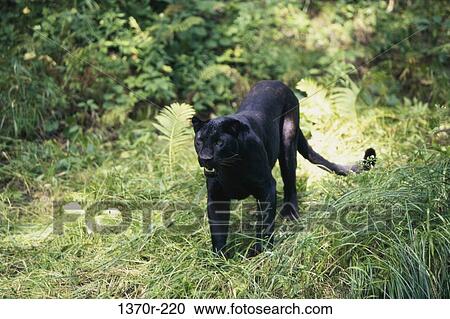 Black Leopard View Large Photo Image Stock Image - Black Leopard. Fotosearch