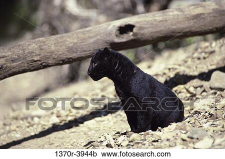 black, profile, staring, leopard, sitting, wild, watch View Large Photo Image Stock Image - black, profile, staring, leopard, sitting, wild, watch. Fotosearch