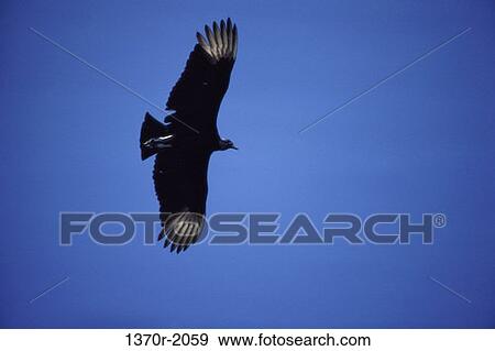 Black Vulture View Large Photo Image Stock Photo - Black Vulture. Fotosearch