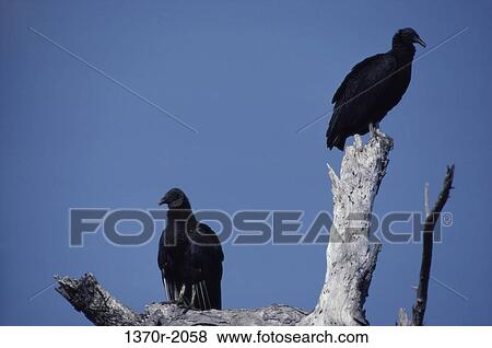 Black Vultures View Large Photo Image Stock Photo - Black Vultures. Fotosearch