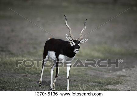 Stock Photograph - Blackbuck Antelope. Fotosearch