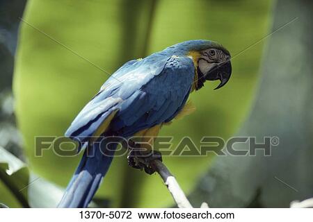 Stock Image - Blue and Yellow Macaw. Fotosearch