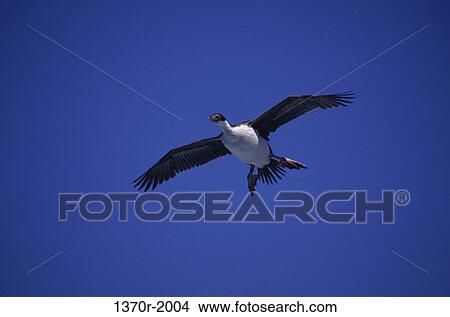 Blue Eyed Shag View Large Photo Image Picture - Blue Eyed Shag. Fotosearch
