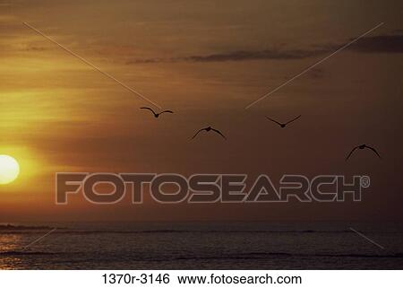 Stock Photograph - Blue-footed Boobies. Fotosearch