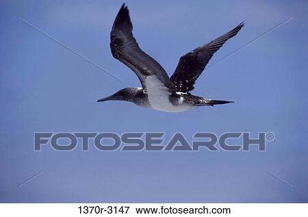 Blue-footed Booby View Large Photo Image Stock Photo - Blue-footed Booby. Fotosearch