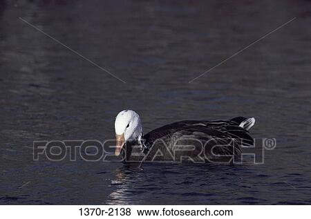 Blue Goose View Large Photo Image Stock Photo - Blue Goose. Fotosearch