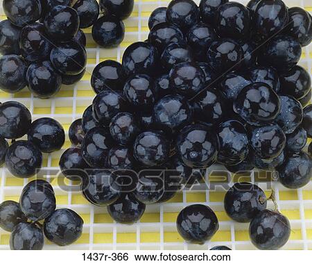 Blueberries View Large Photo Image Stock Photograph - Blueberries. Fotosearch