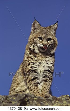 Bobcat View Large Photo Image Stock Image - Bobcat. Fotosearch