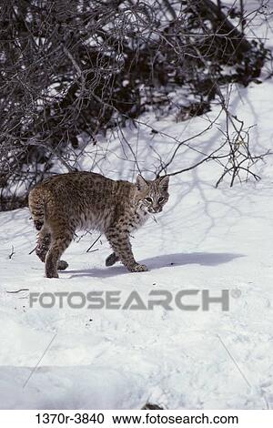 Bobcat View Large Photo Image Stock Image - Bobcat. Fotosearch