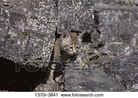 Bobcat View Large Photo Image Stock Image - Bobcat. Fotosearch