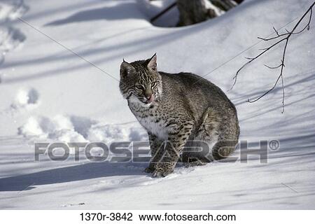 Bobcat View Large Photo Image Stock Image - Bobcat. Fotosearch