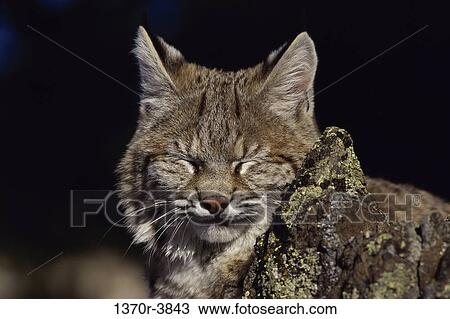 Bobcat View Large Photo Image Stock Image - Bobcat. Fotosearch