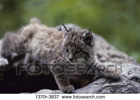Bobcat View Large Photo Image Stock Photo - Bobcat. Fotosearch