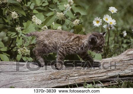 Bobcat View Large Photo Image Stock Photo - Bobcat. Fotosearch
