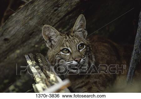 Stock Photograph - Bobcat. Fotosearch