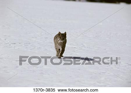 Bobcat View Large Photo Image Stock Photography - Bobcat. Fotosearch
