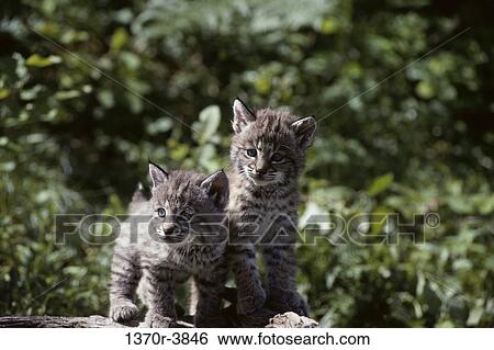 Bobcats View Large Photo Image Stock Photograph - Bobcats. Fotosearch
