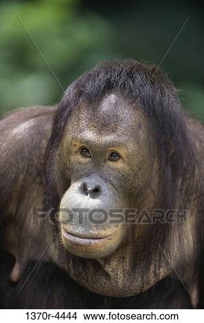 Borneo Orangutan View Large Photo Image Picture - Borneo Orangutan. Fotosearch