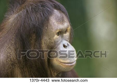 Borneo Orangutan View Large Photo Image Stock Image - Borneo Orangutan. Fotosearch