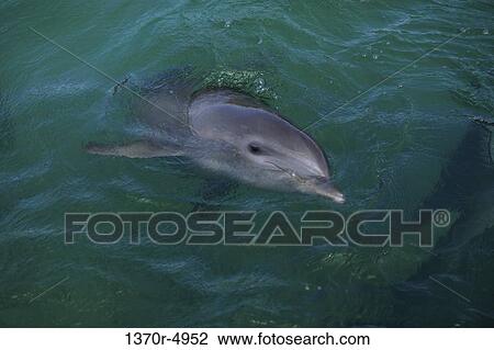Bottle-Nosed Dolphin View Large Photo Image Stock Image - Bottle-Nosed Dolphin. Fotosearch