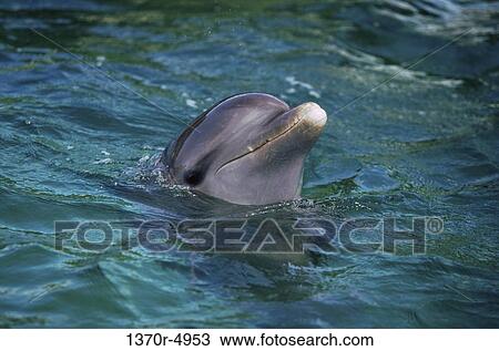 Bottle-Nosed Dolphin View Large Photo Image Stock Image - Bottle-Nosed Dolphin. Fotosearch
