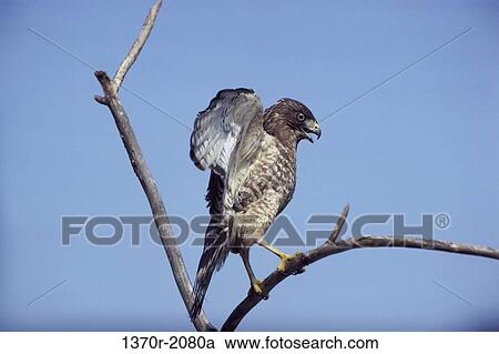 Broad-winged Hawk View Large Photo Image Stock Image - Broad-winged Hawk. Fotosearch