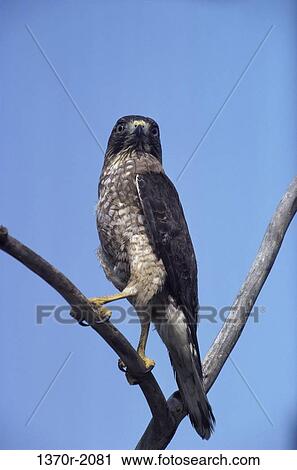 Broad-winged Hawk View Large Photo Image Stock Image - Broad-winged Hawk. Fotosearch